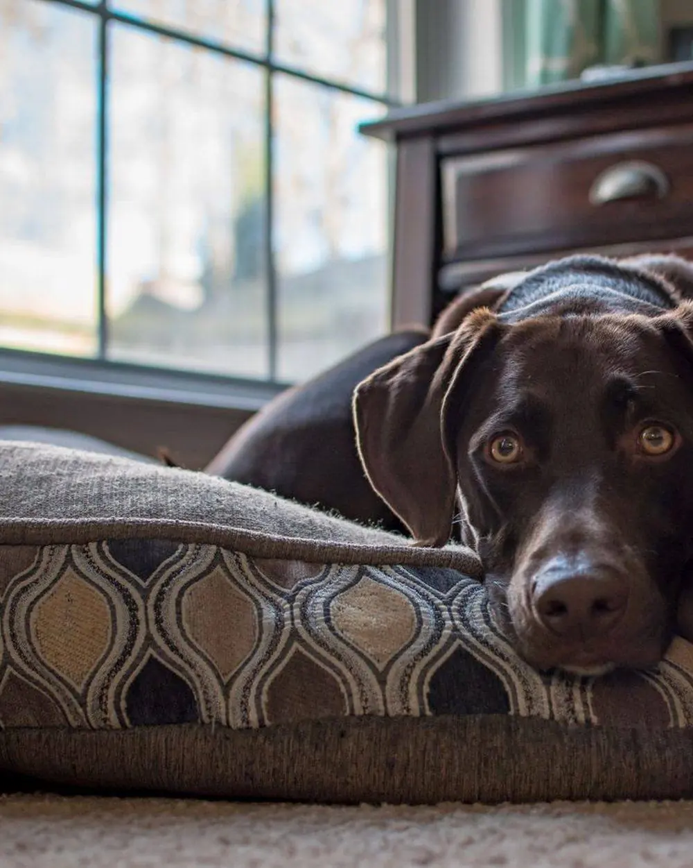 Un chien allongé sur son coussin près de la fenêtre, chez lui, qui regarde vers l’objectif